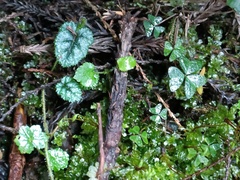 Rubus pectinellus