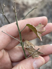 Hibiscus ribifolius