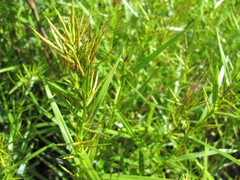 Dulichium arundinaceum