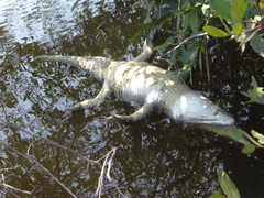 Crocodylus acutus