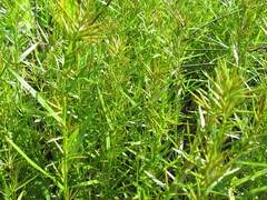 Dulichium arundinaceum