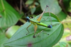 Eumastax