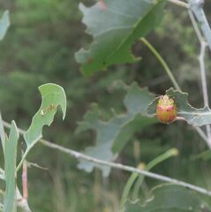 Paropsisterna fastidiosa