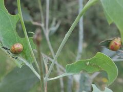 Paropsisterna fastidiosa