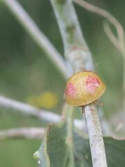 Paropsisterna fastidiosa