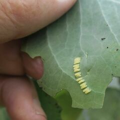 Paropsisterna fastidiosa