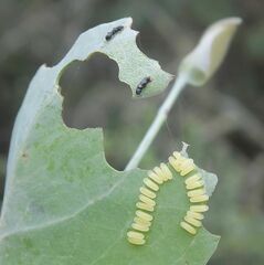 Paropsisterna fastidiosa
