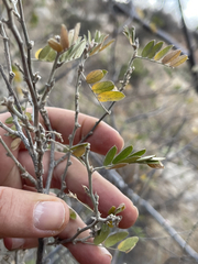 Coursetia glandulosa