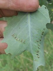 Paropsisterna fastidiosa