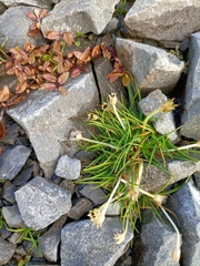 Colobanthus apetalus