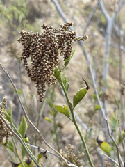 Celosia floribunda