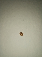 Psyllobora confluens