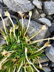 Colobanthus apetalus