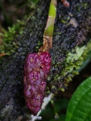 Image of Bulbophyllum peyrotii