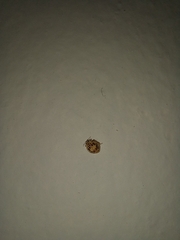 Psyllobora confluens