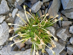 Colobanthus apetalus