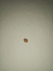 Psyllobora confluens