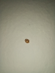 Psyllobora confluens