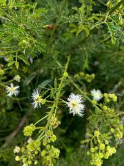 Mimosa quitensis