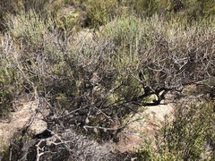 Allocasuarina pusilla