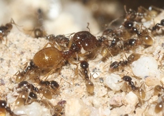 Pheidole barbata