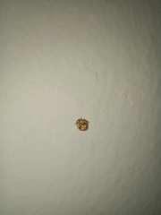 Psyllobora confluens