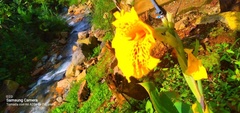 Canna × generalis
