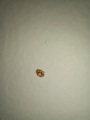 Psyllobora confluens