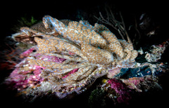 Phyllodesmium longicirrum