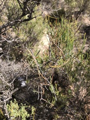 Allocasuarina pusilla