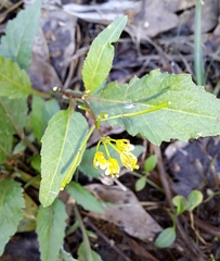 Rorippa sessiliflora