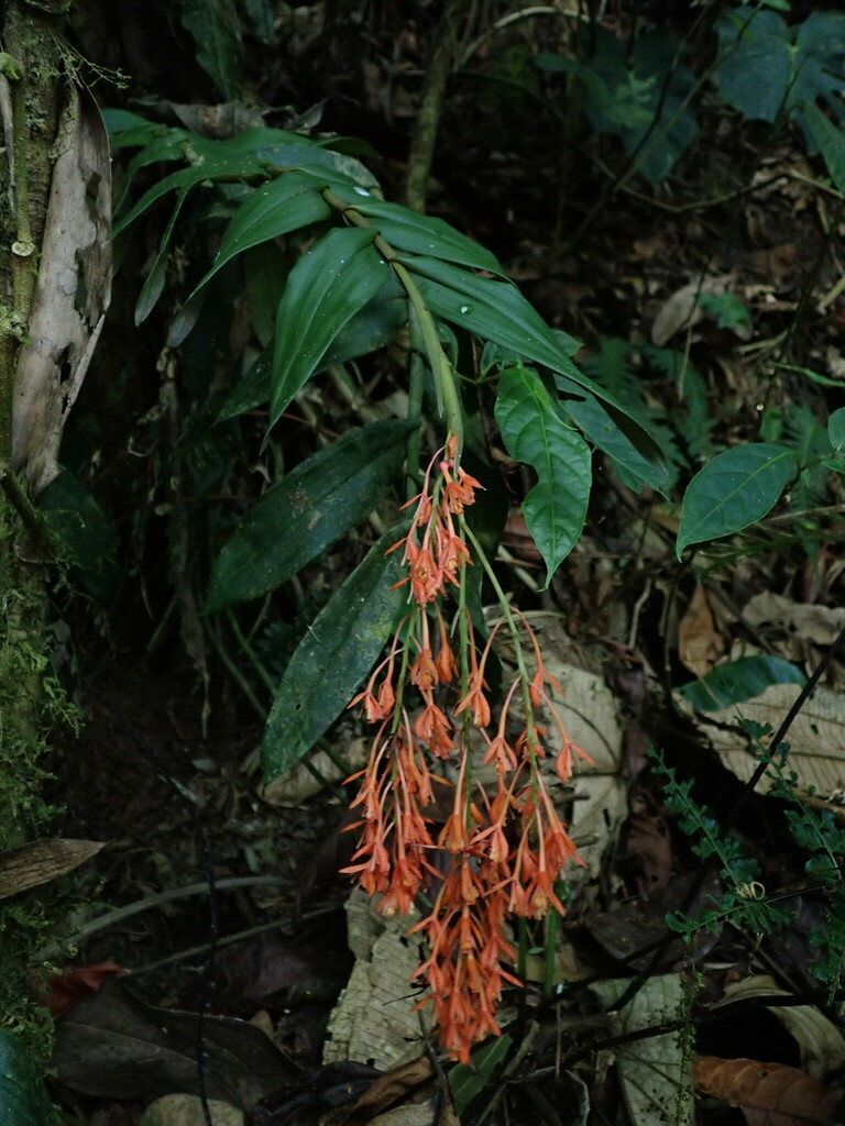 Epidendrum spathatum