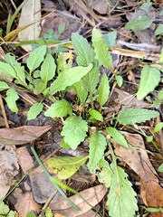 Rorippa sessiliflora