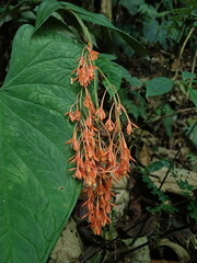 Epidendrum spathatum, photograph (c) Nolan Exe, some rights reserved (CC BY)
