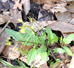 Rorippa sessiliflora