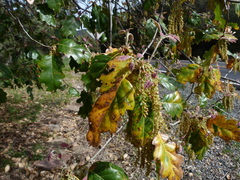 Quercus × ganderi
