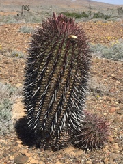 Ferocactus gracilis