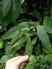 Capsicum lycianthoides