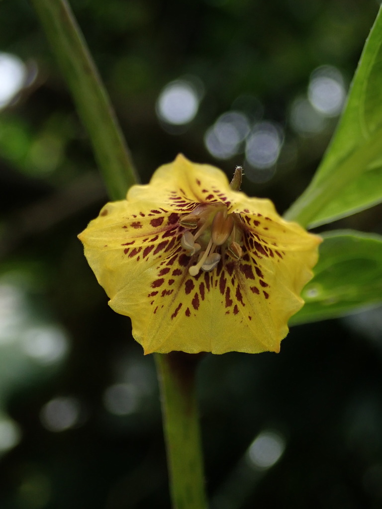 Capsicum lycianthoides (Capsicum lycianthoides)