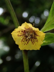Capsicum lycianthoides
