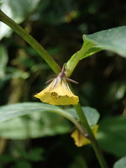 Capsicum lycianthoides