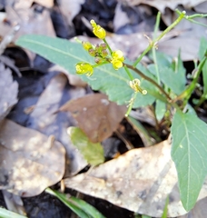 Rorippa sessiliflora
