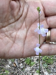 Nuttallanthus texanus