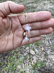 Nuttallanthus texanus