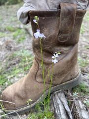 Nuttallanthus texanus