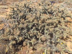 Cylindropuntia molesta