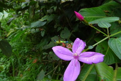 Eumastax