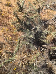 Cylindropuntia molesta