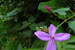 Eumastax