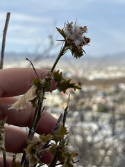 Hibiscus ribifolius